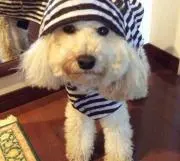 Miraiの画像