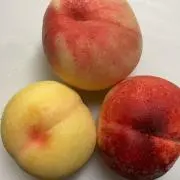秋生まれ春が好きの画像