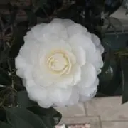 お餅の画像
