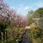 たまの画像