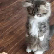(´・_・`)
