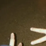 ラムの画像