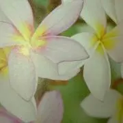 lealea