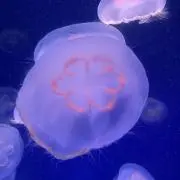 ピリカの画像