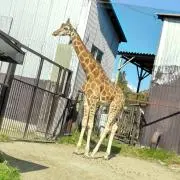 ◌∵◌蝉丸みかん...の画像