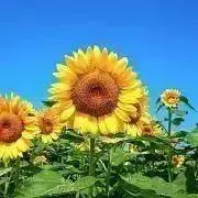 すずらん☺の画像