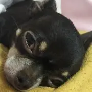 せ✩