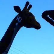 きりんの画像