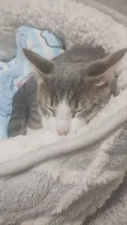 ミネラルクオーターの画像