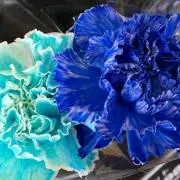 りん☆プロフ必読
