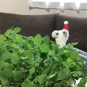 アルパカの画像