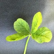 リーの画像