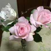 ハル