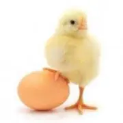 ふじさきの画像