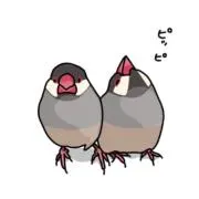 Pの画像
