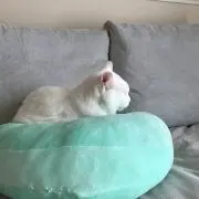 COCOの画像