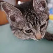 なっとまと