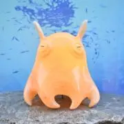 めんだこの画像