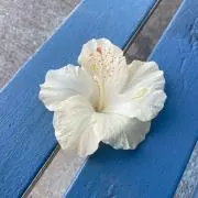 ふあの画像