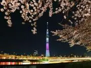 サライの画像