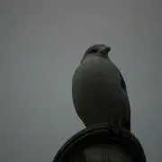 ダウ