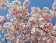 Image of ゆうゆう桜　プロフ必読