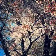 芝桜
