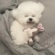 melu プロフ必読の画像