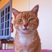 青いネコの画像