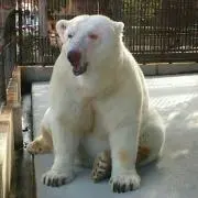 mayaの画像