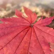ゆーやの画像