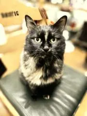 まめちょろの画像