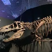 まーいーかの画像