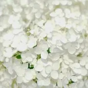 kimu
