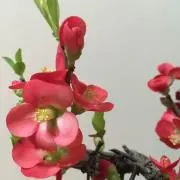 茶道具 茶合 仙媒 茶則 煎茶竹彫刻 竹工芸 竹手彫り中古品 - メルカリ