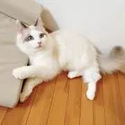 淡ブルー、ジューンブライドスタイ、わんちゃん猫ちゃん用 淡ブルー、ジューンブライドスタイ、わんちゃん猫ちゃん用 - メルカリ