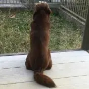 ドット
