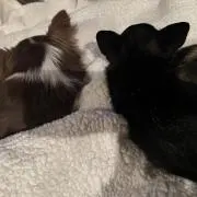 マヨの画像