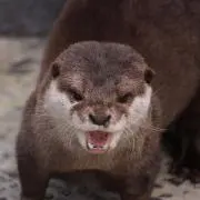 ねてるくんの画像