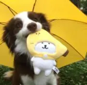 wata