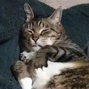 こんぶの画像