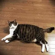 デブねこ