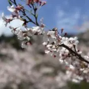 さくらの画像
