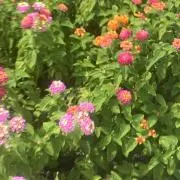 mmの画像