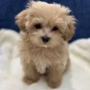 もふもふシバの画像