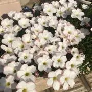 まんまる