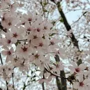 ¨̮⃝の画像