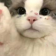rkの画像