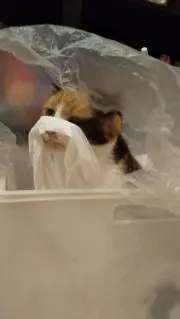 にゃにゃ吉の画像