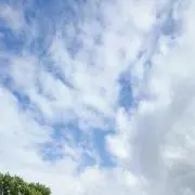 たか